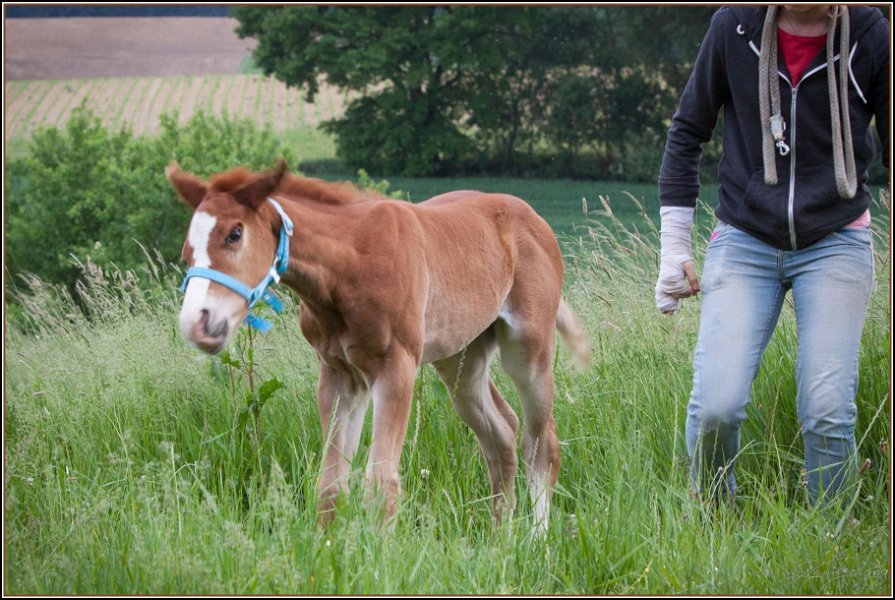 Asbach Fohlenshow 2014 062